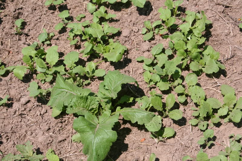 Brassica2-5.jpg
