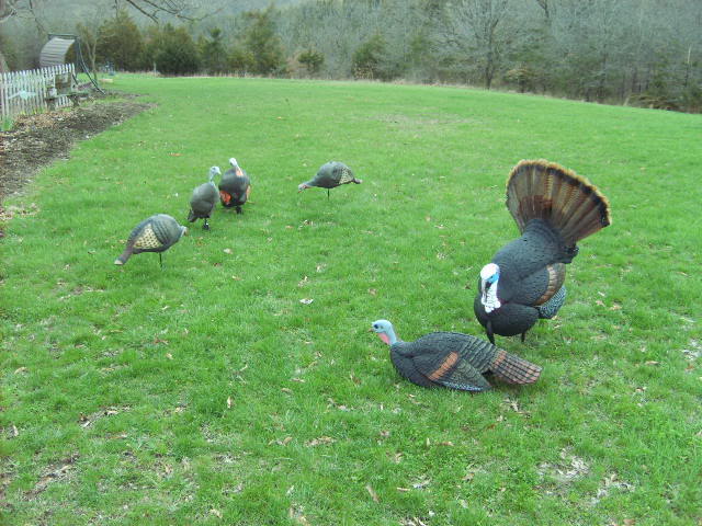 Decoys.jpg