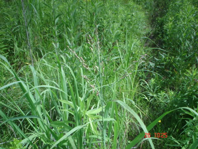 6-24-09Switchgrass.jpg