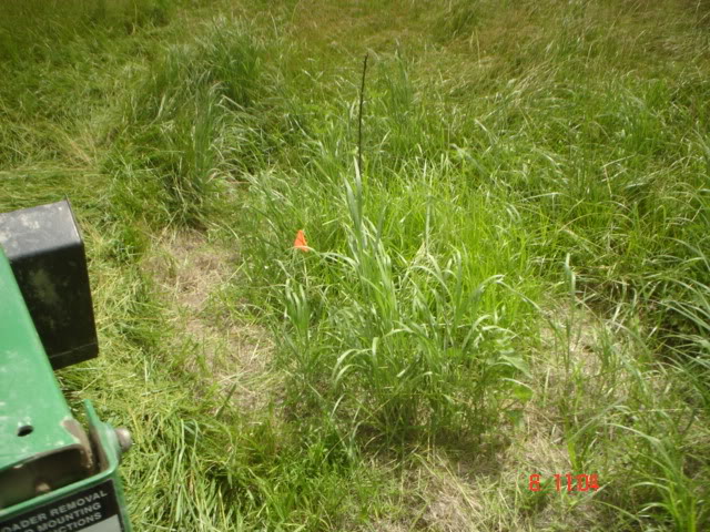Switchgrass.jpg
