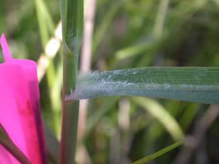 switchgrass_leaf_hair.jpg