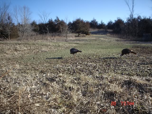 MorningTurkeys.jpg