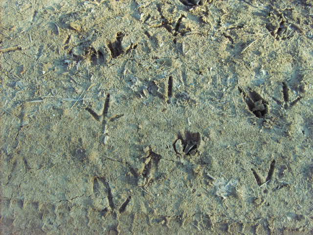 Tracks2.jpg