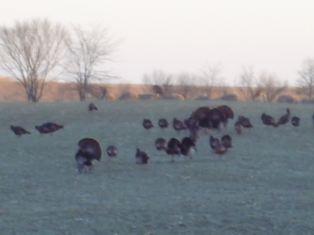 Turkeys3.jpg