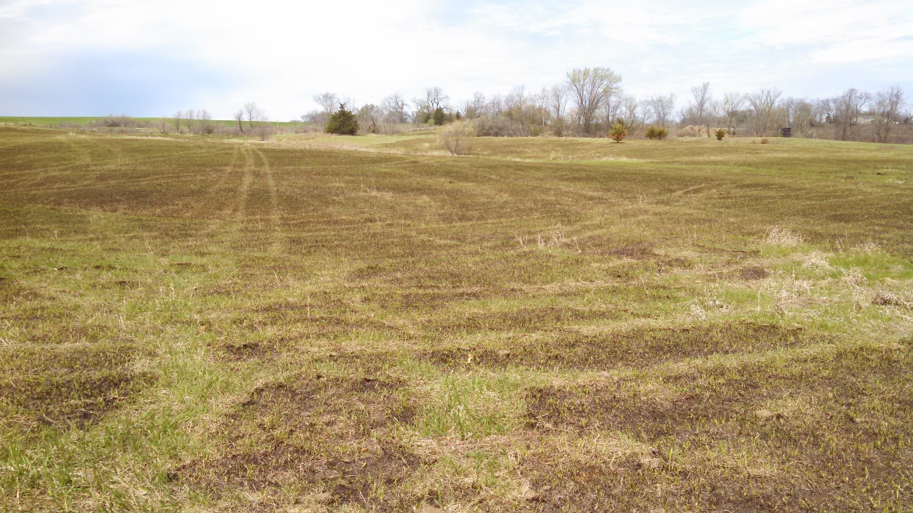 04-16-2015- Post burn- starting to green 6.jpg