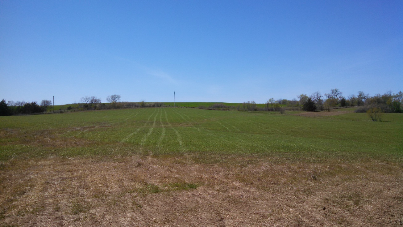 04-27-2015- Greened up- Sprayed with Glyphosate.jpg