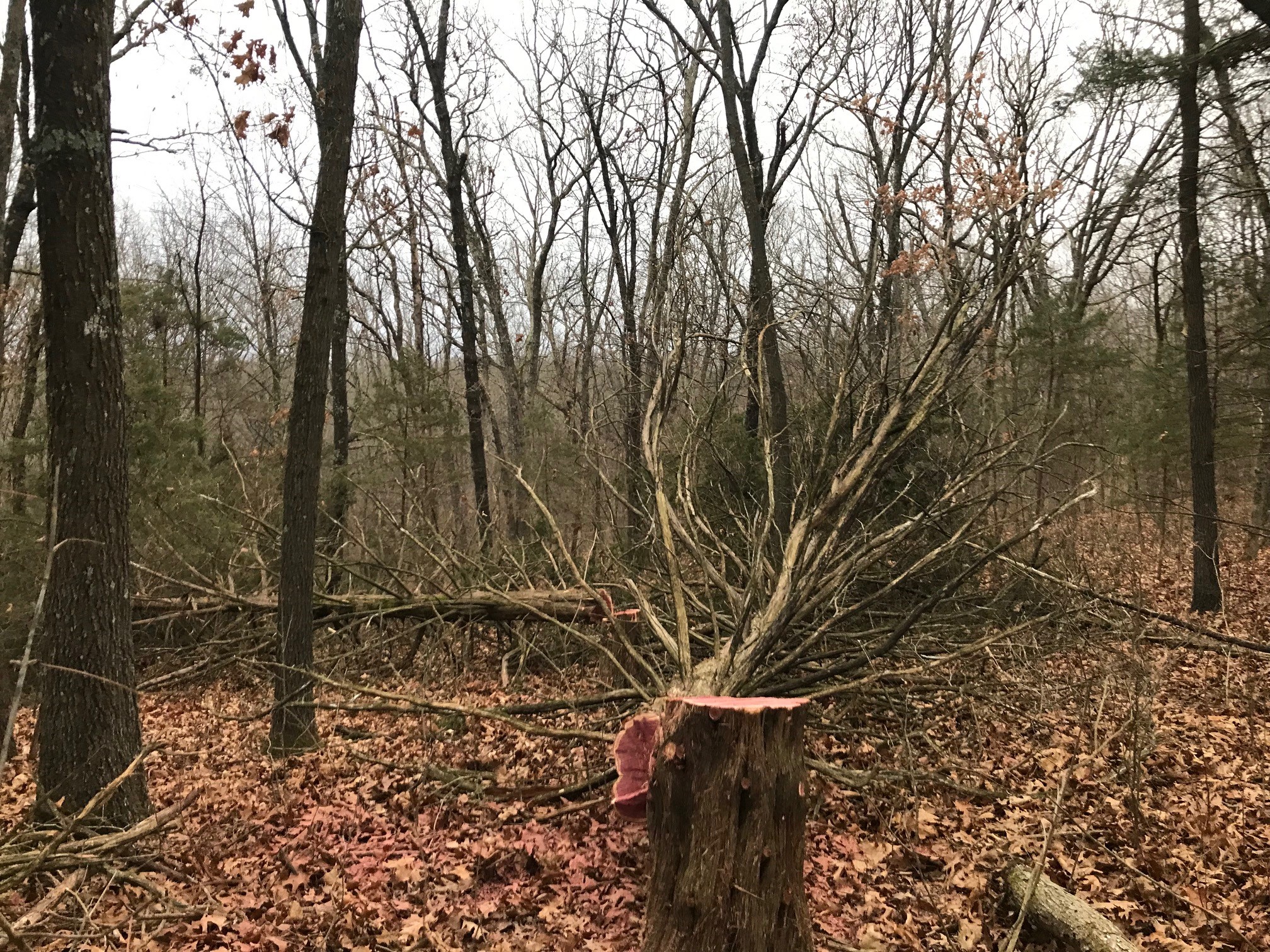 1 cedar.jpg