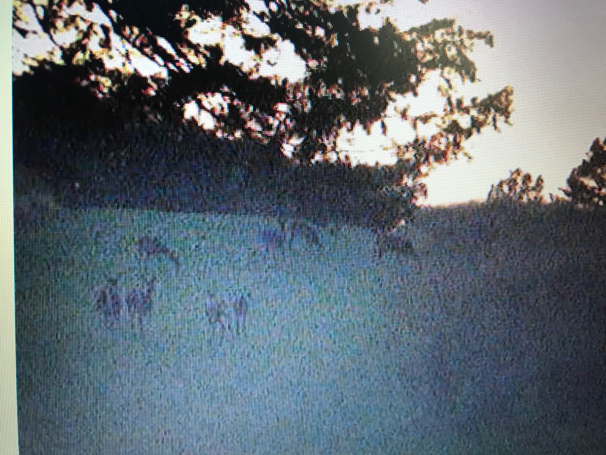 1 deer.jpg