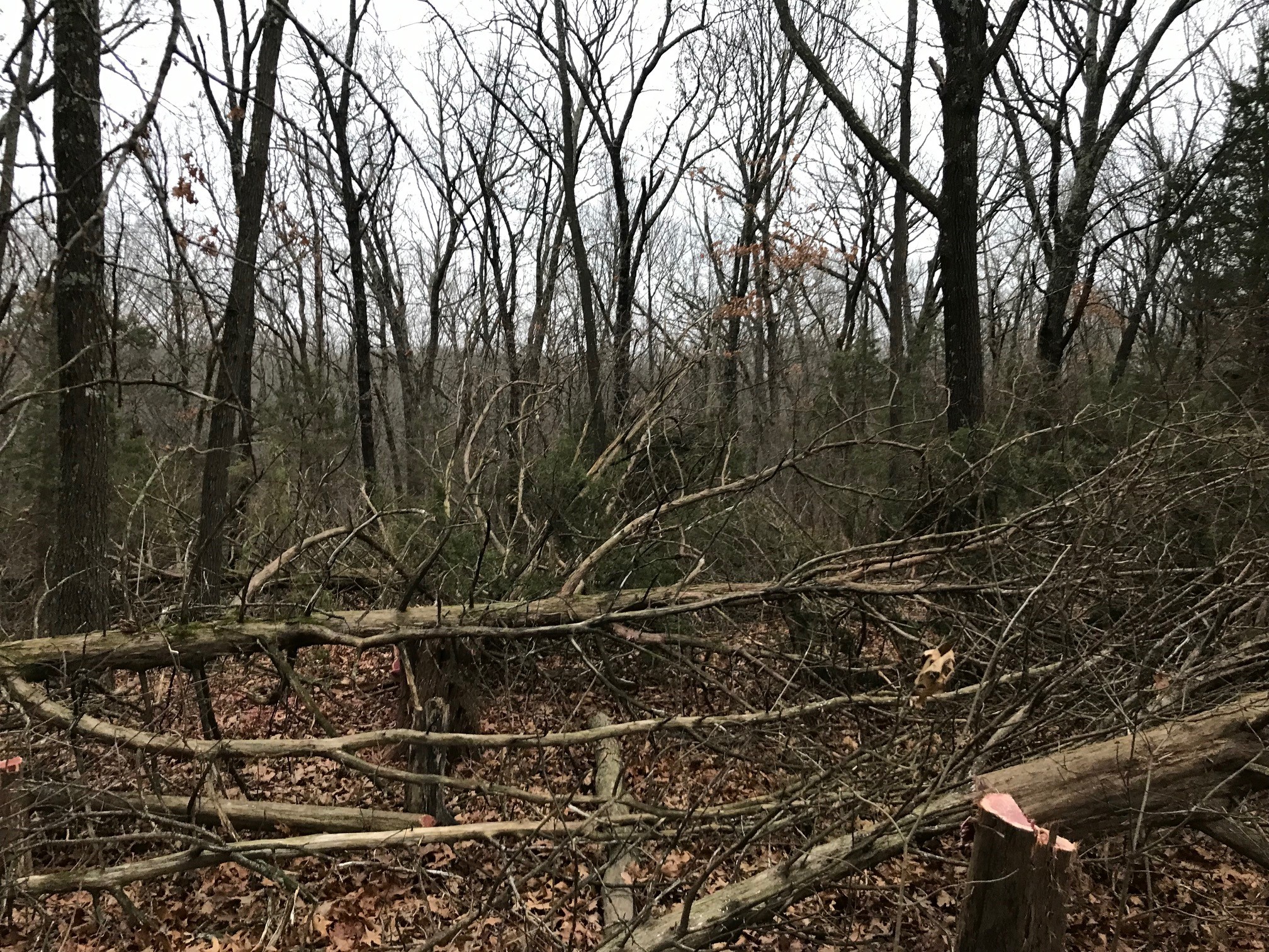 2 cedar.jpg