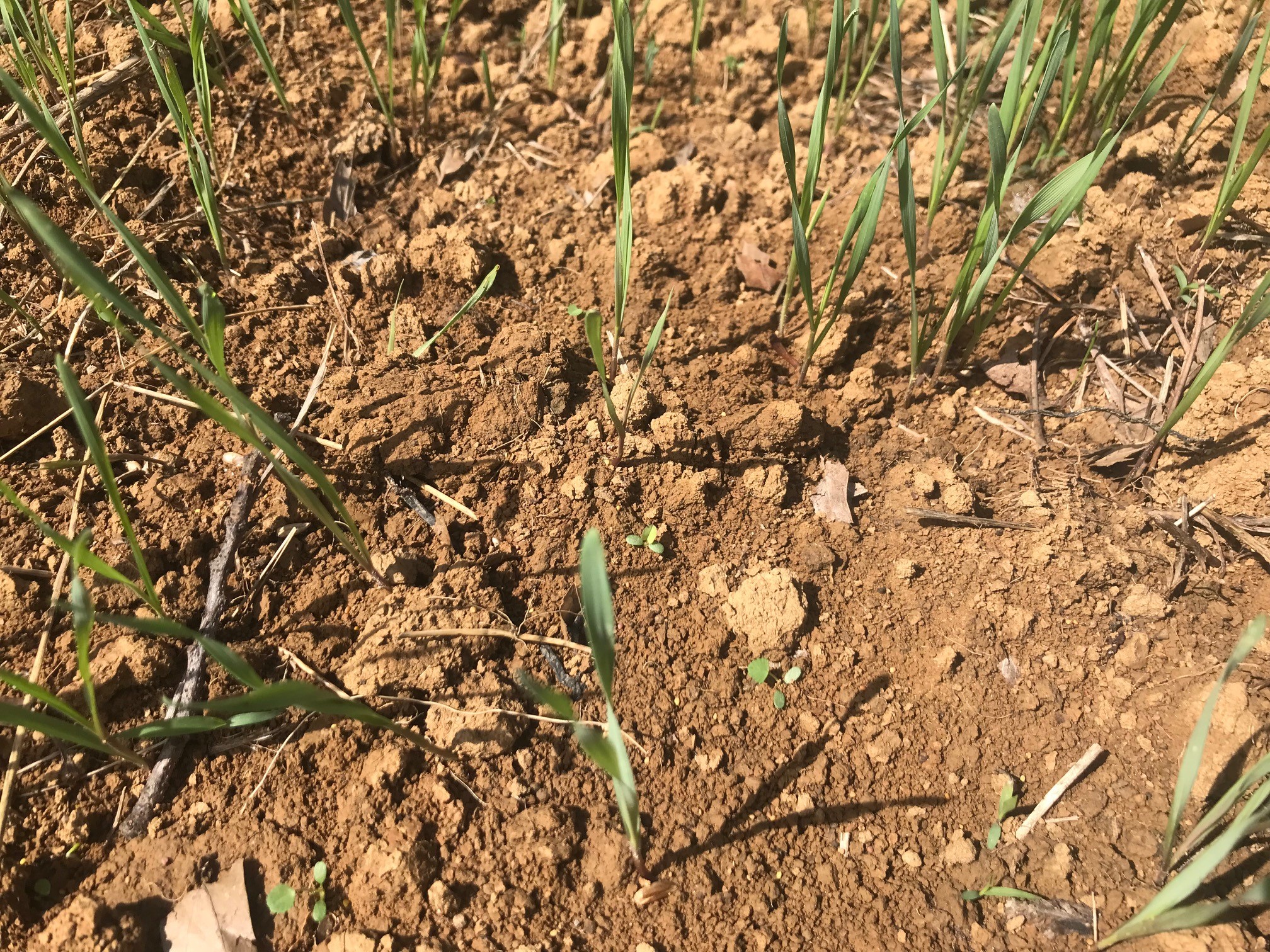 2021-09-05 Hi Clover Rye 1.jpg