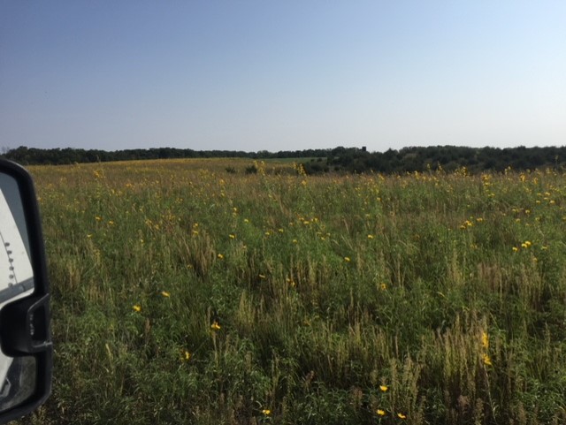 2nd year Natives after mowing some w some maxmillian sunflowers.jpg