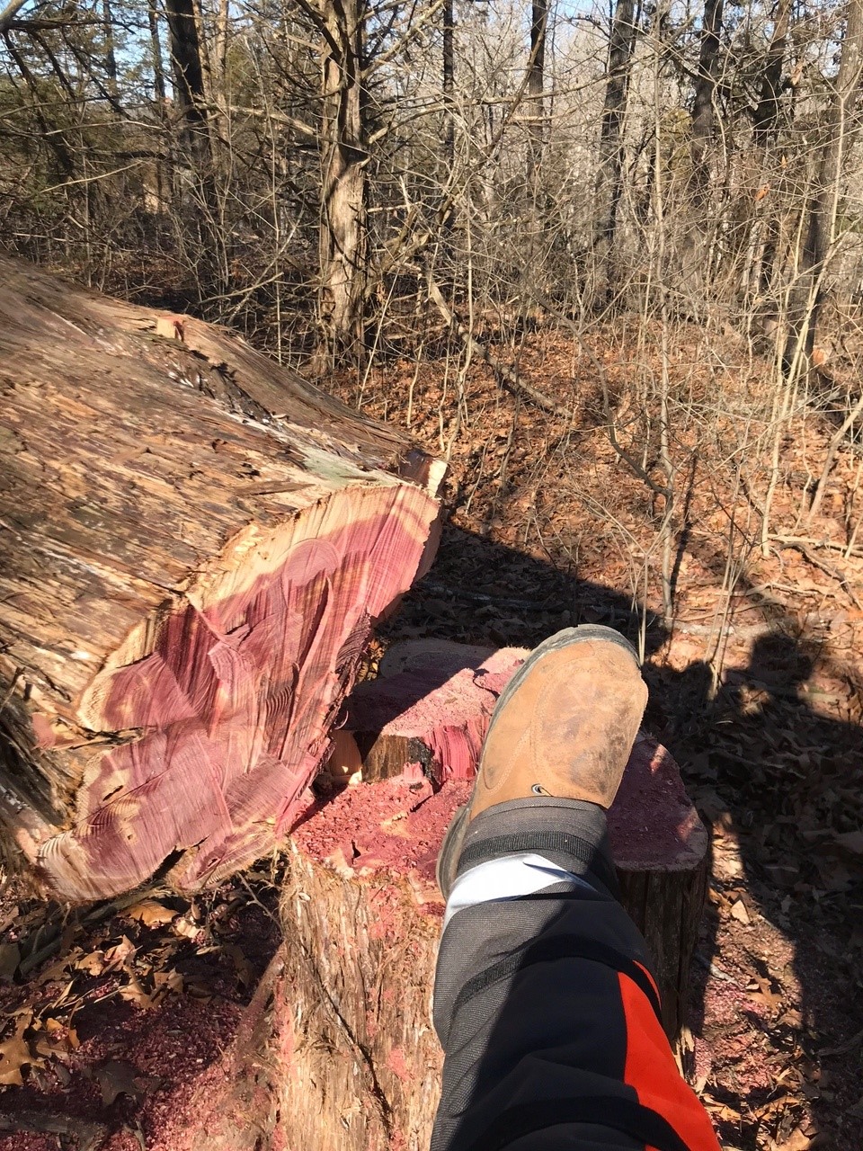 3 cedar.jpg