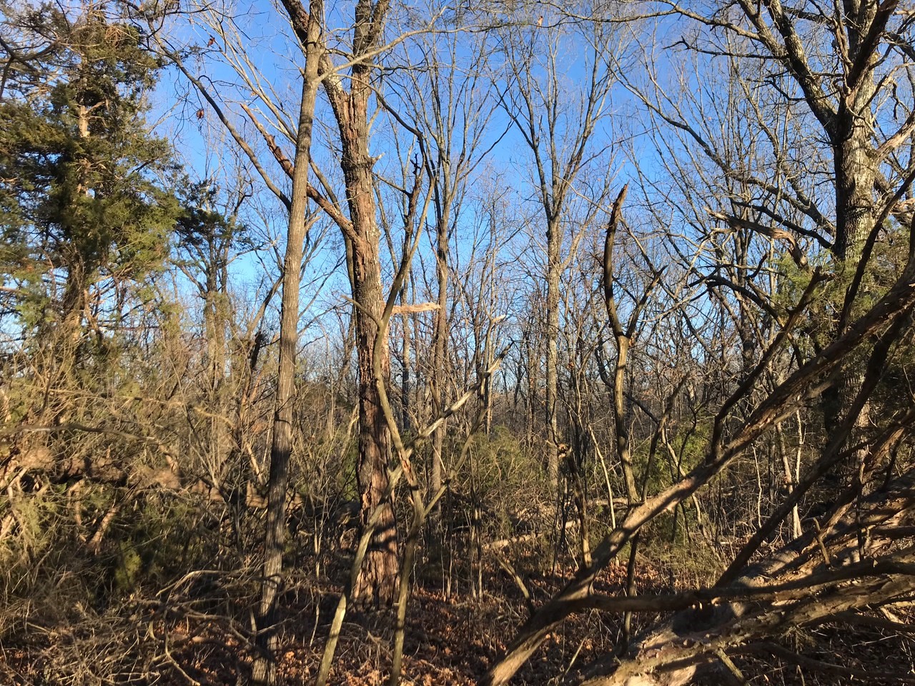 4 cedar.jpg