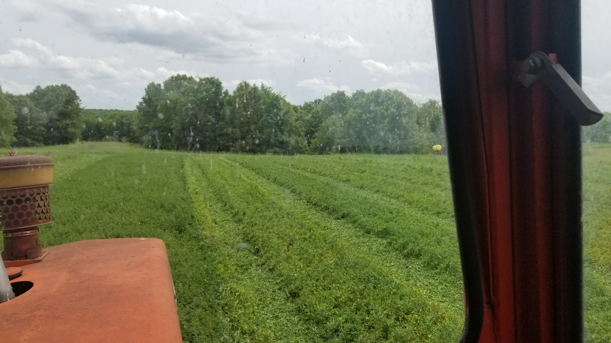 Alfalfa-3.jpg
