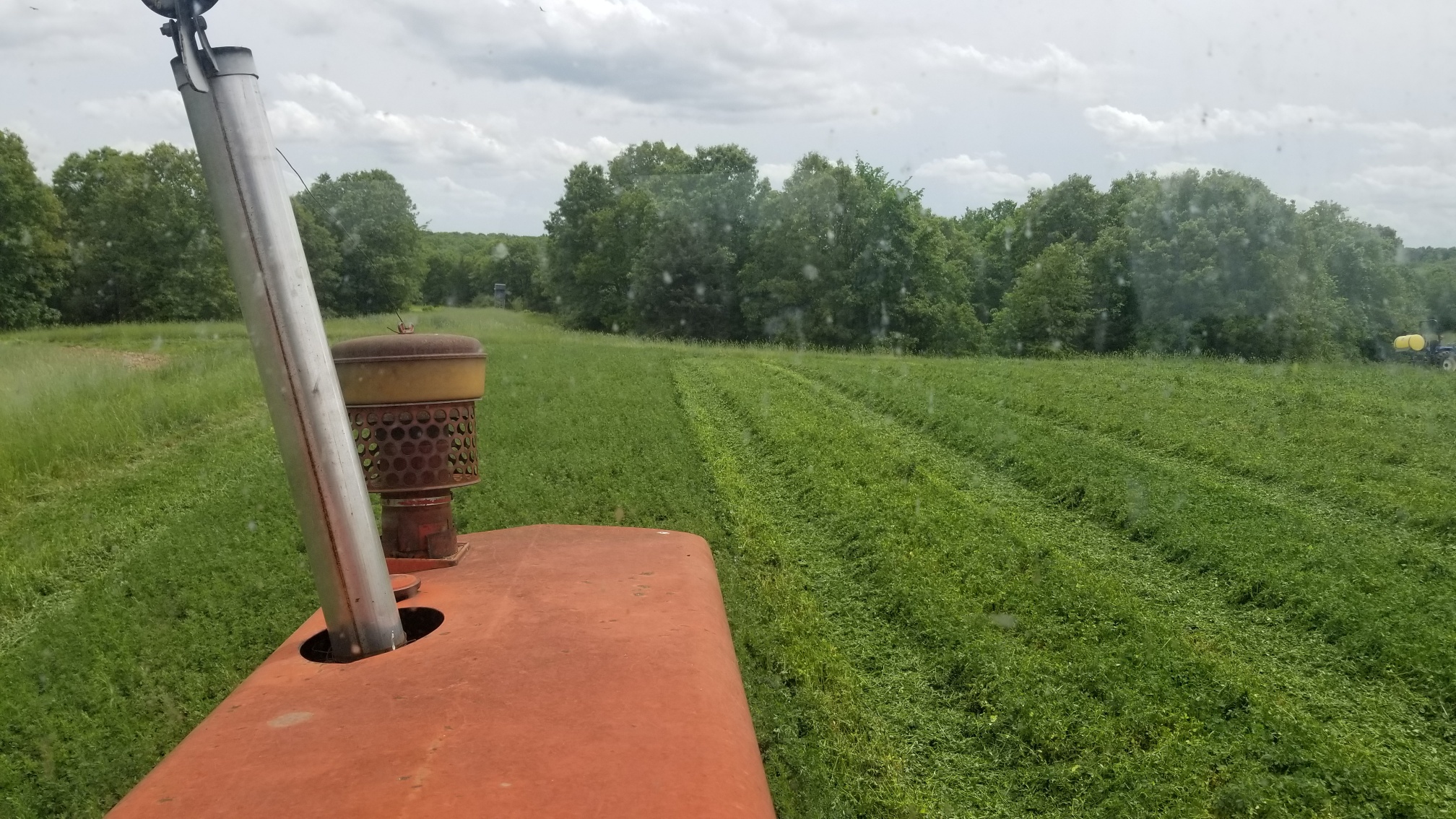 Alfalfa-4.jpg