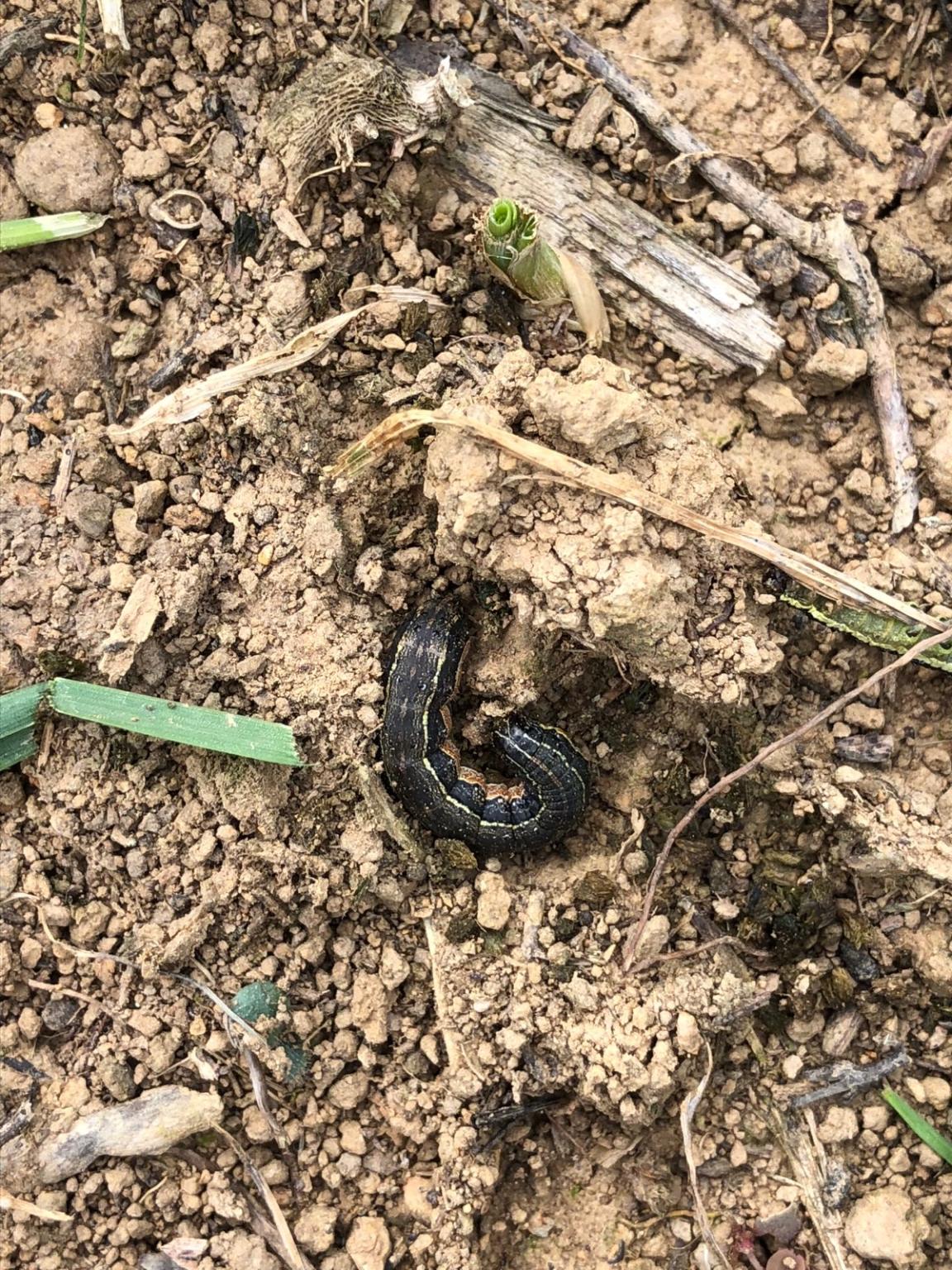 army worms 1.jpg
