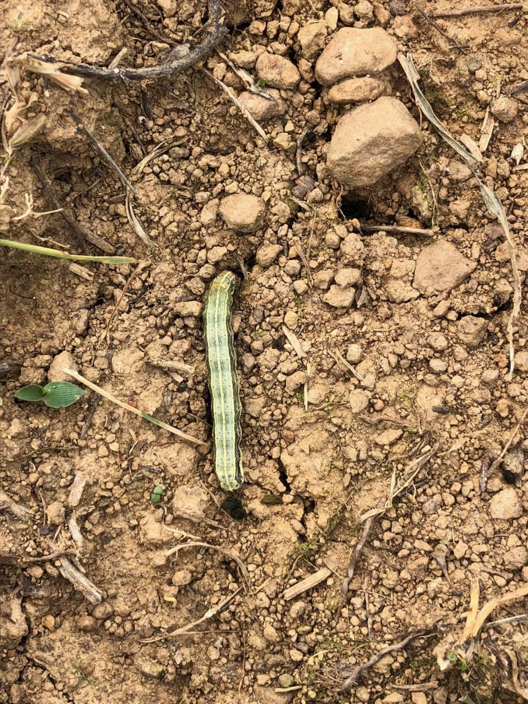 army worms 2.jpg