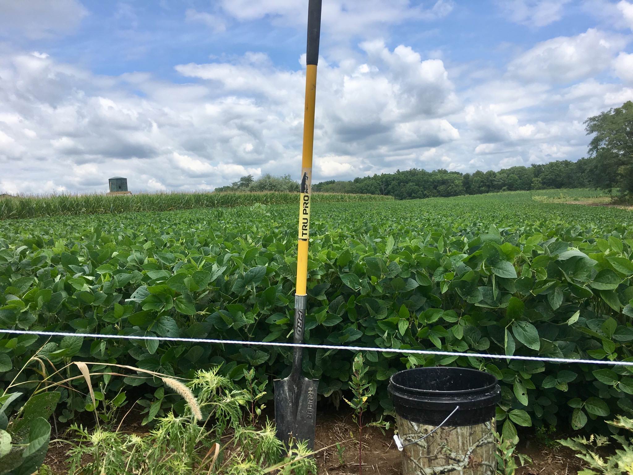 beans 7-30-18 1.jpg