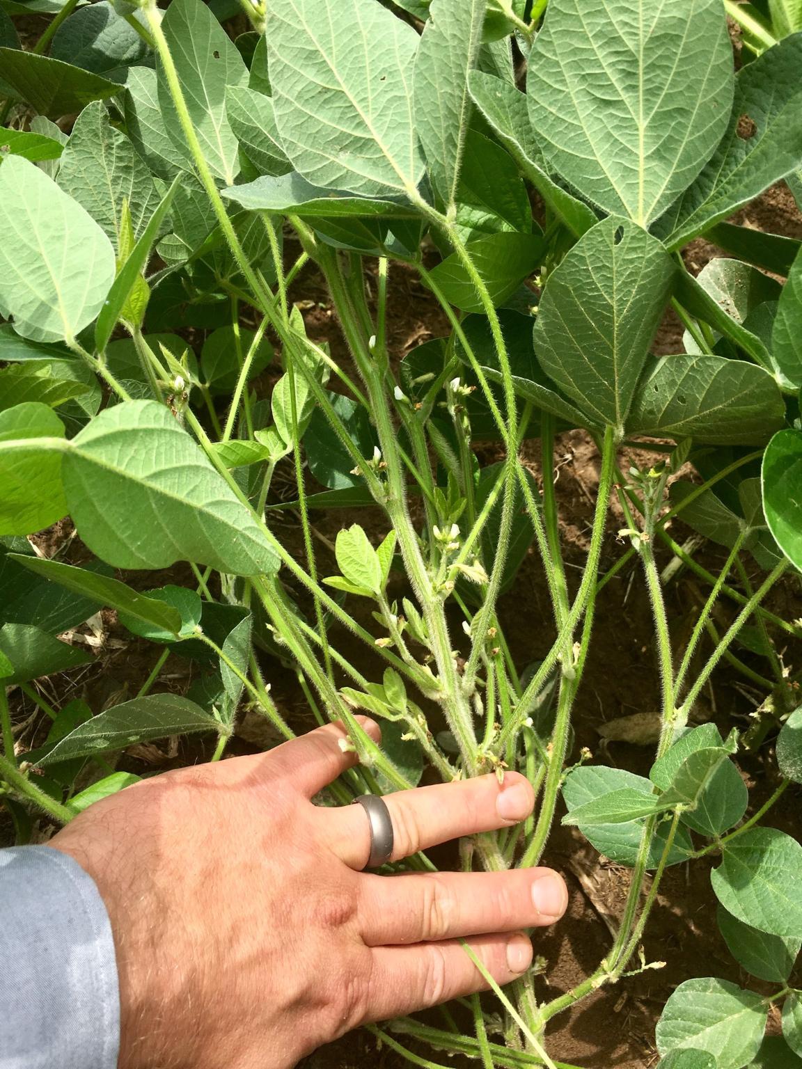 beans 7-30-18 2.jpg