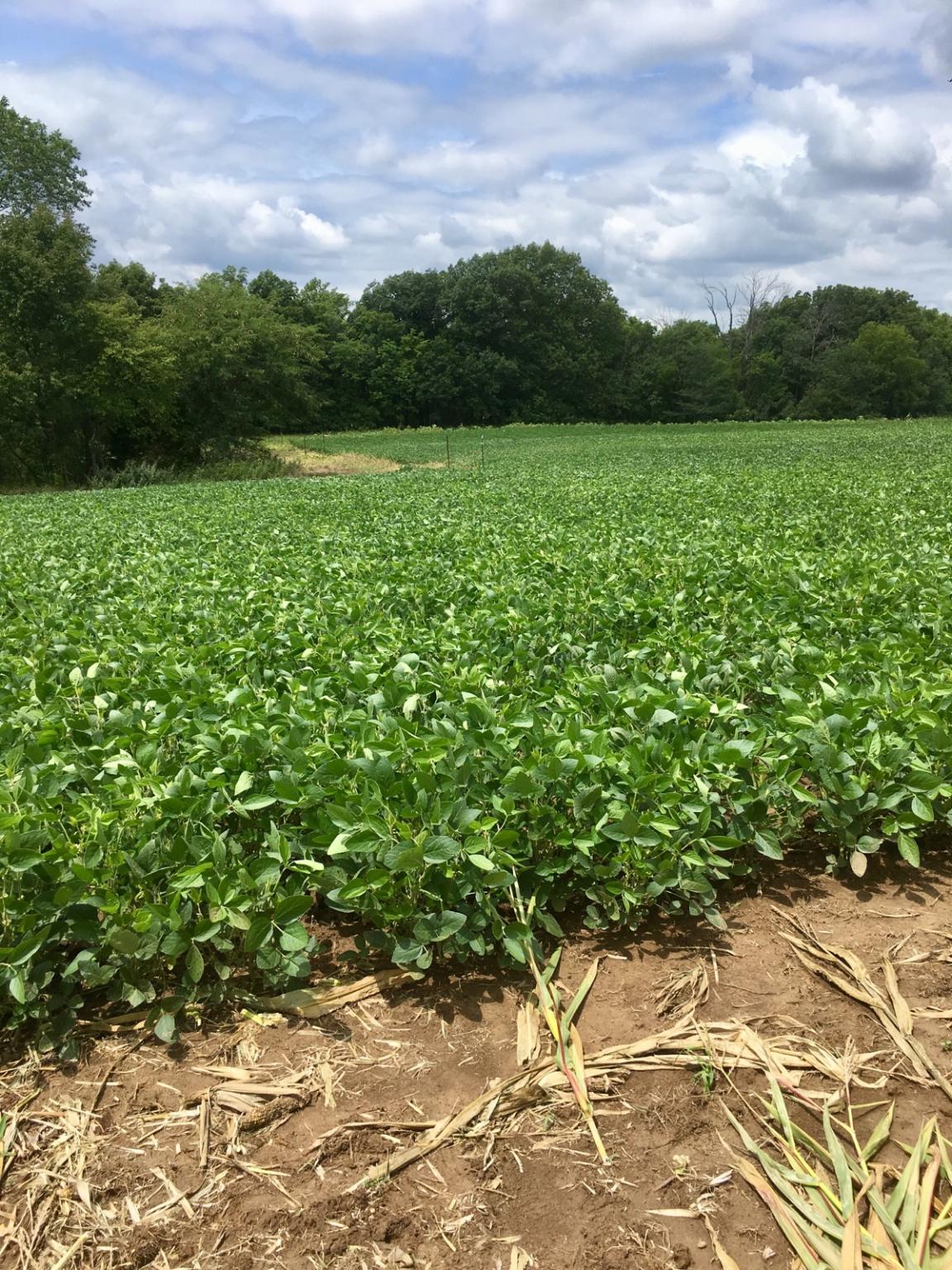 beans 7-30-18 3.jpg