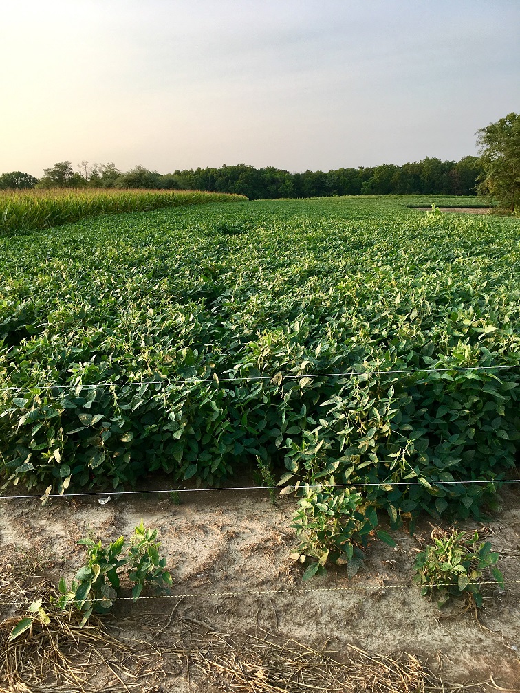 beans 8-12-18 #2.jpg