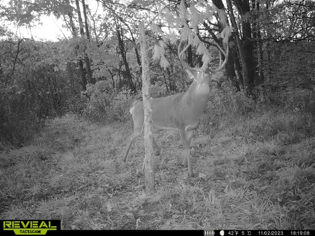 Big 8 licking branch.jpg