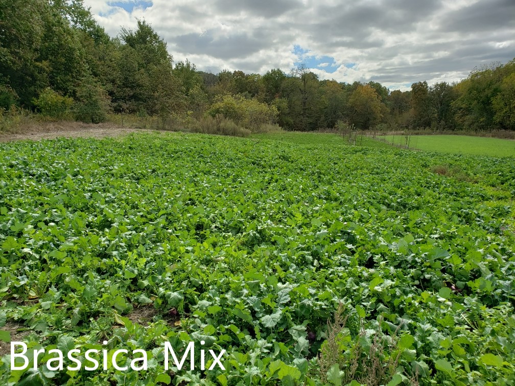 Brassica.jpg