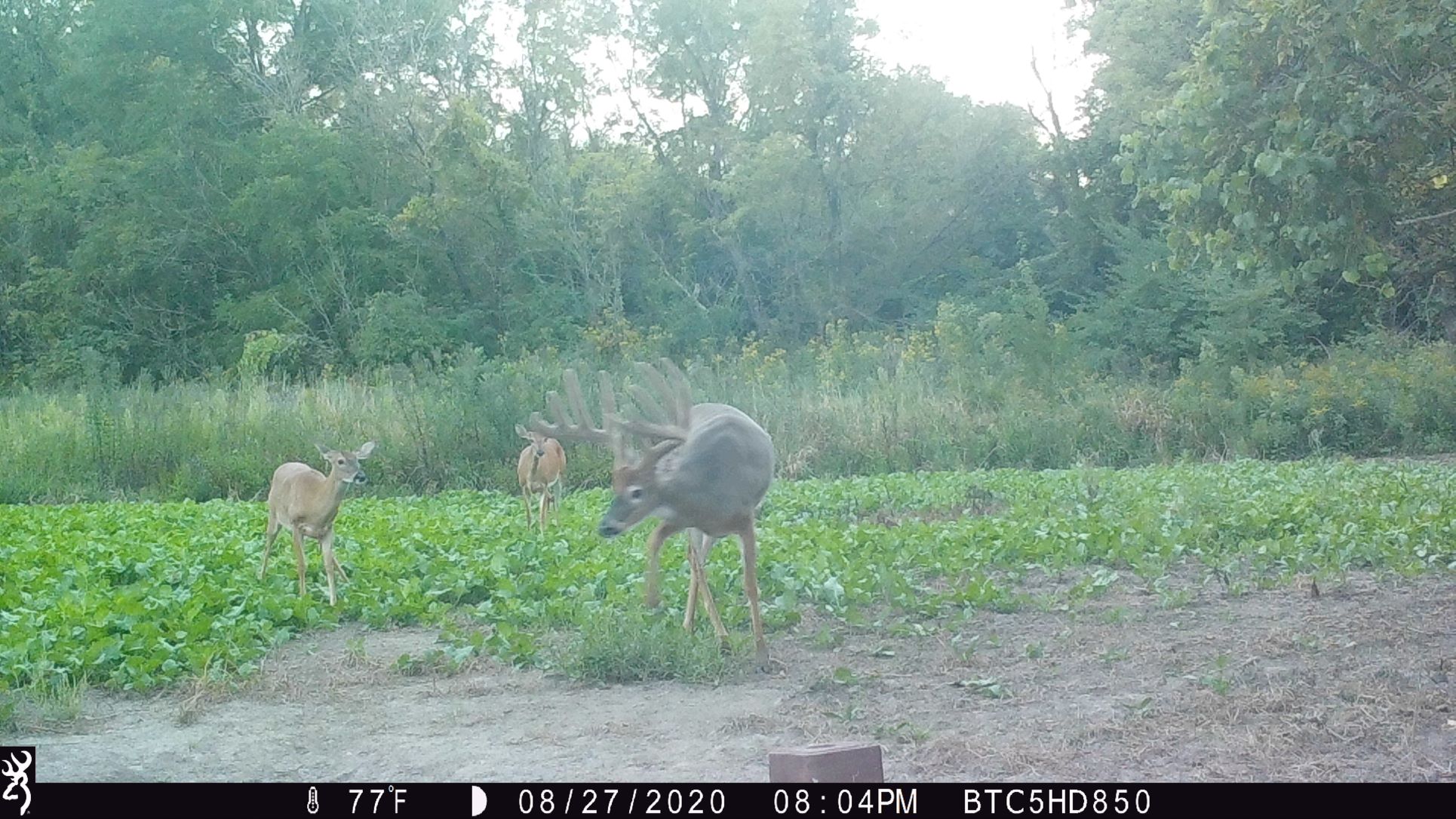 Buck.JPG