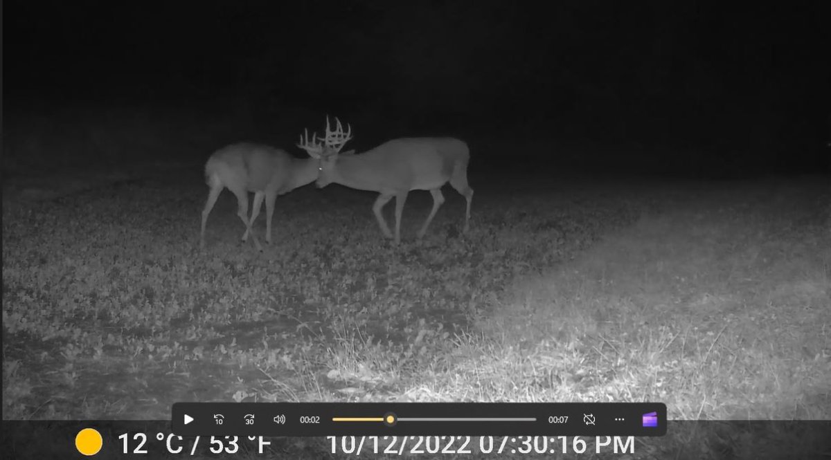 Buck porn 2.JPG