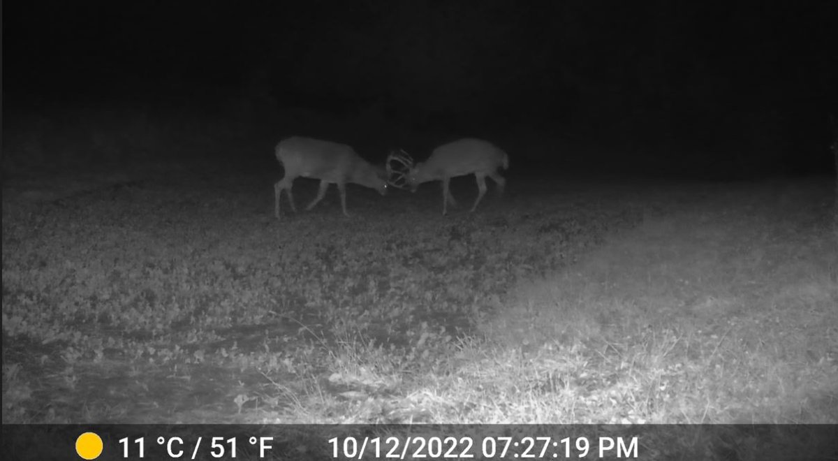 buck porn.JPG