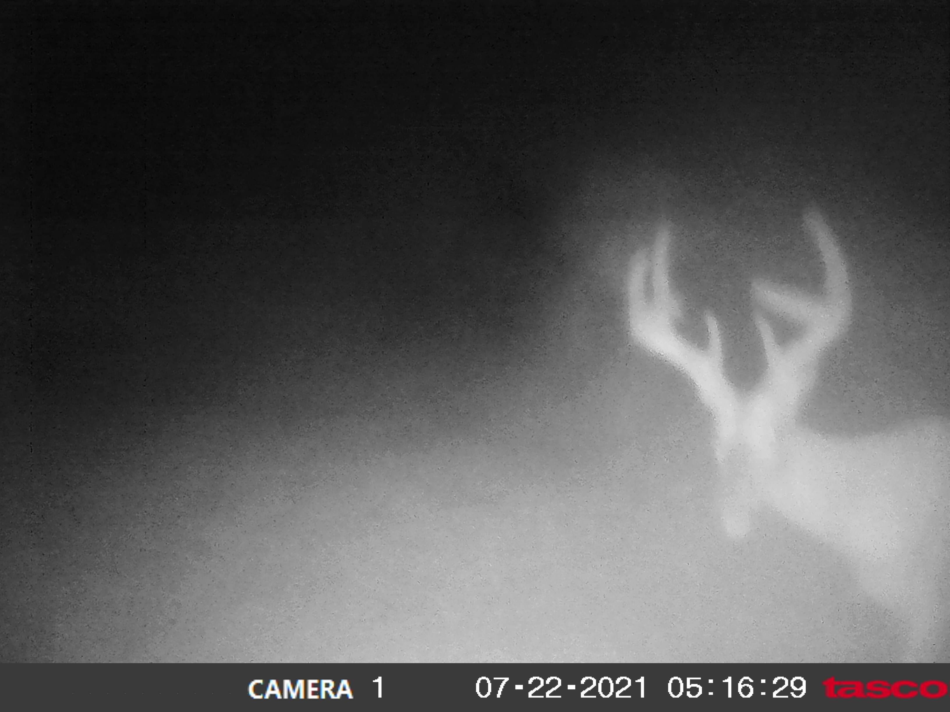 Buck1.jpg