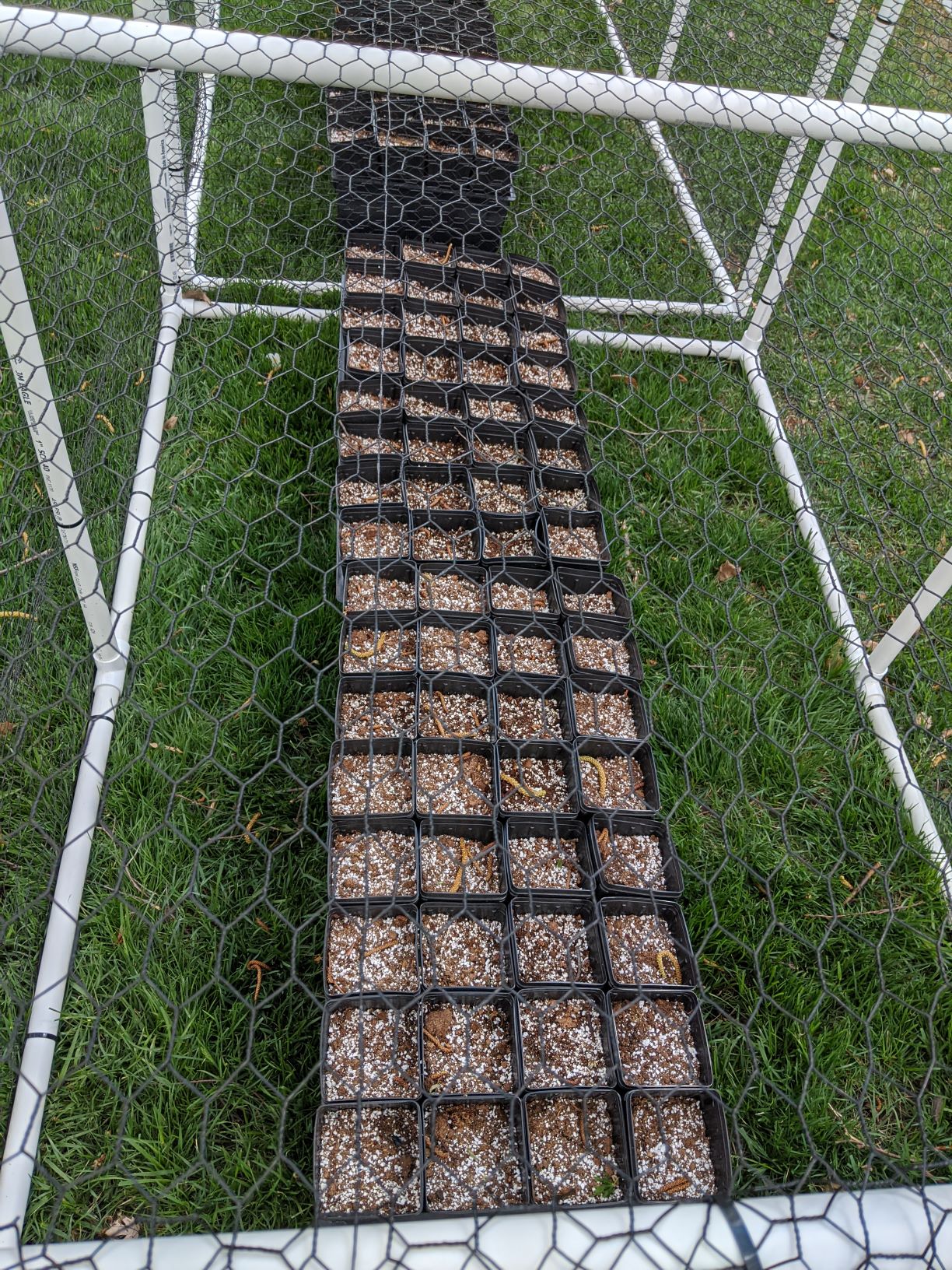 Chestnut Pots rss.jpg