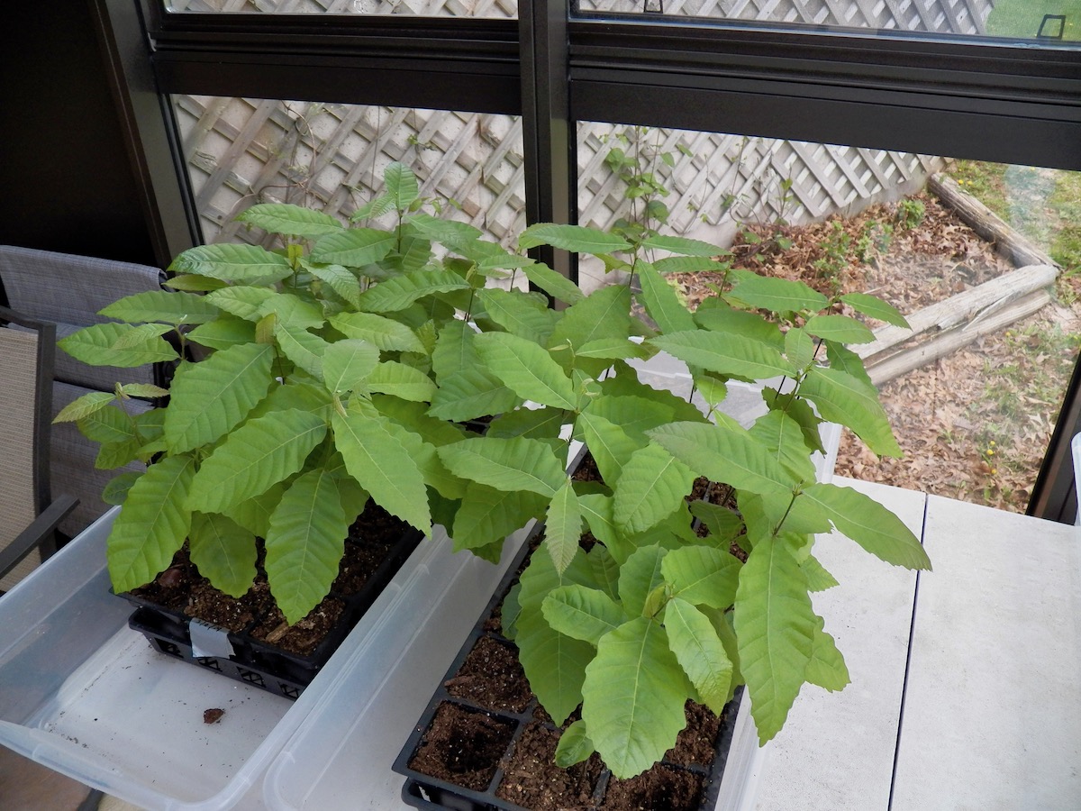 chestnuts april 25,2019.jpeg
