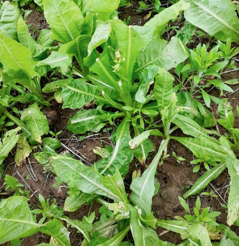chicory deer.jpg