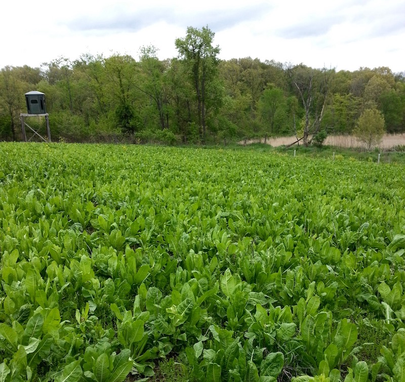 chicory field.jpg