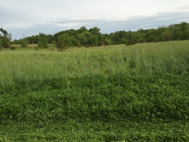 Clover in spring or early summer with rye as cover crop, fall planting, spring summer pic.jpg