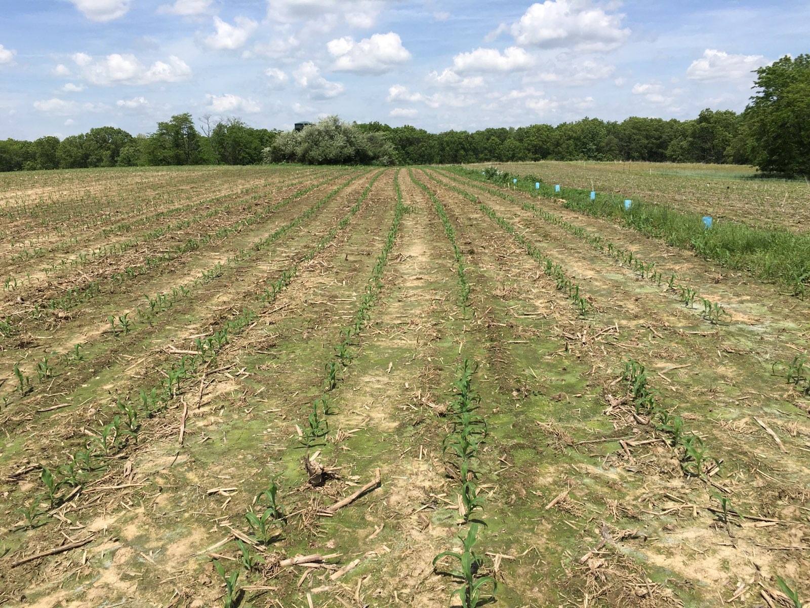 corn 1.jpg