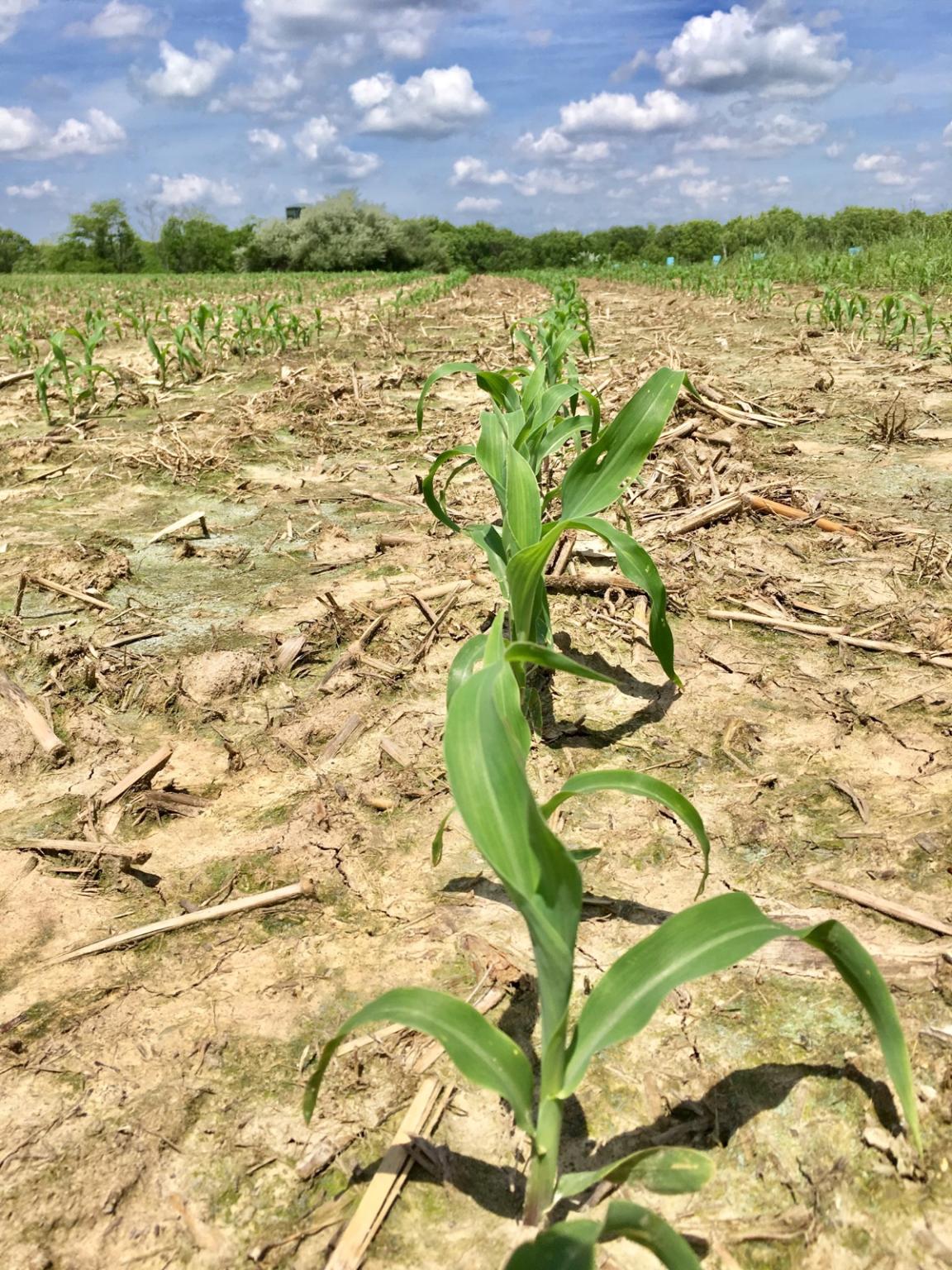 corn 2.jpg