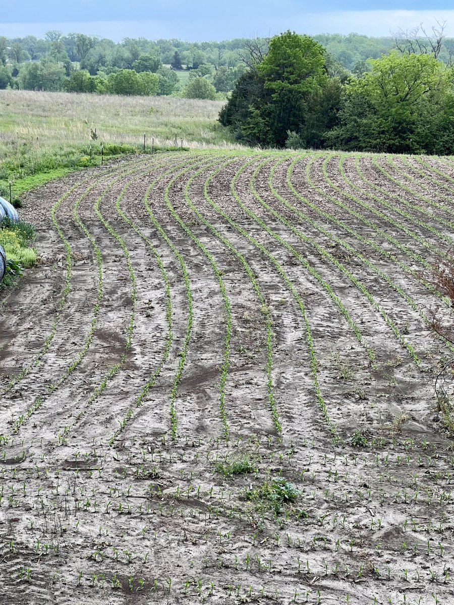 corn 5-2-24.jpg