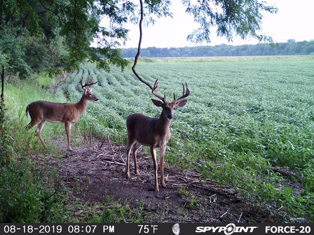 deer.jpg