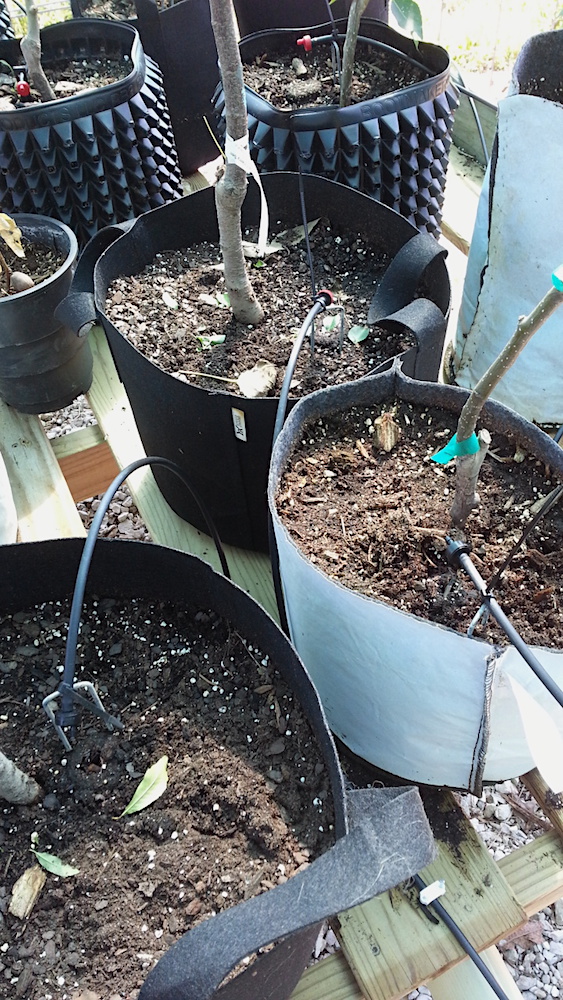 drip irrigation.jpg