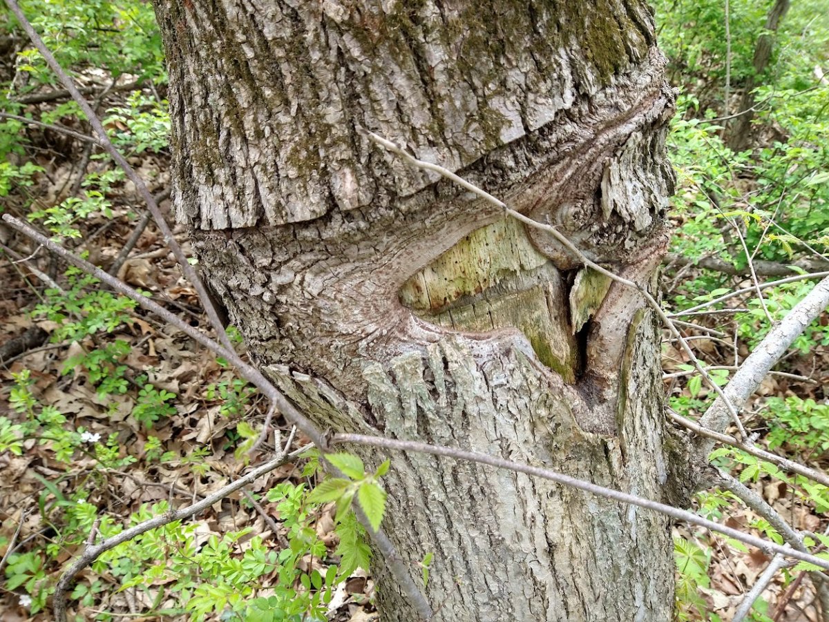 Elm Girdle.jpg