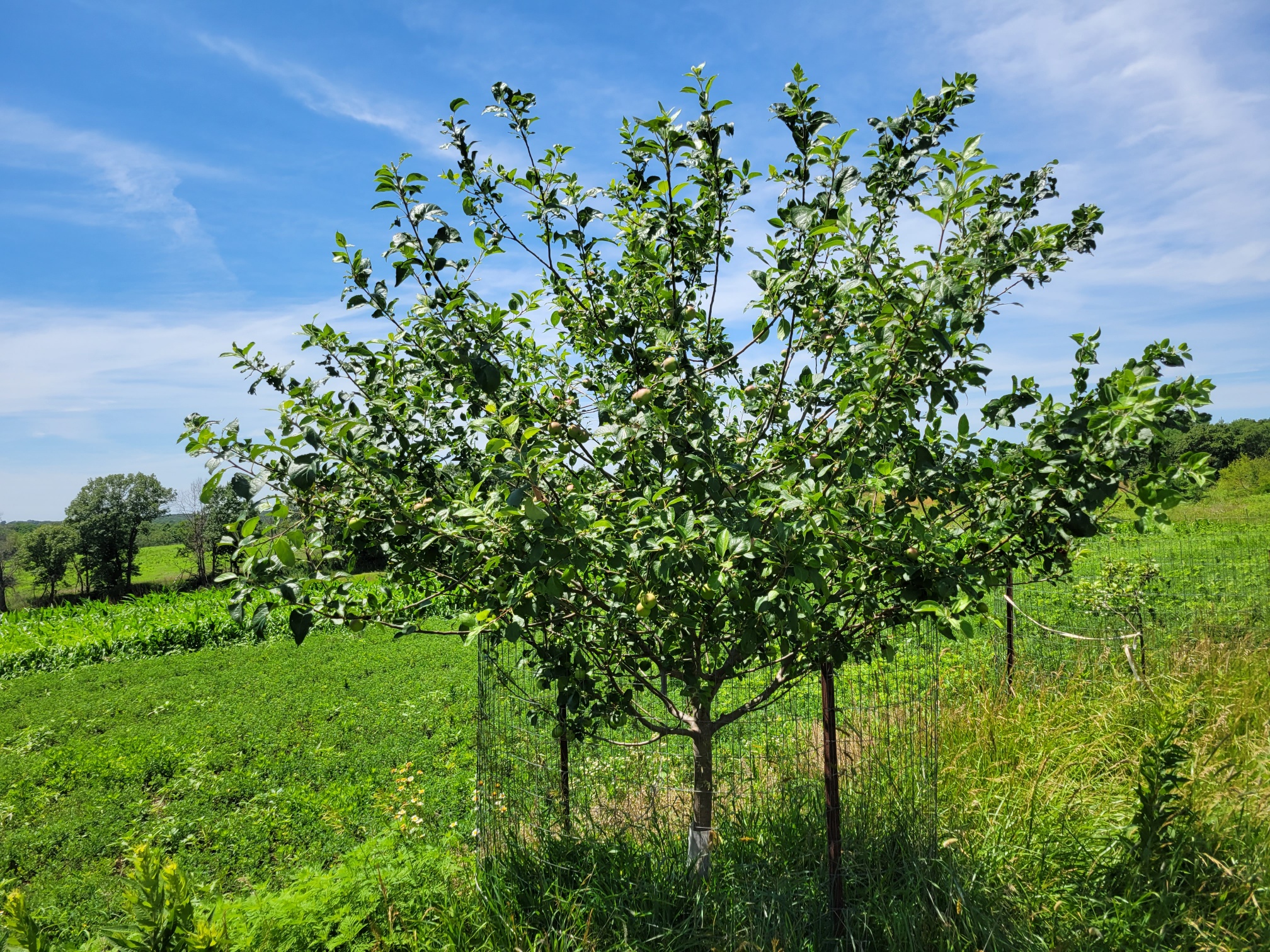 EnterpriseApple.jpg