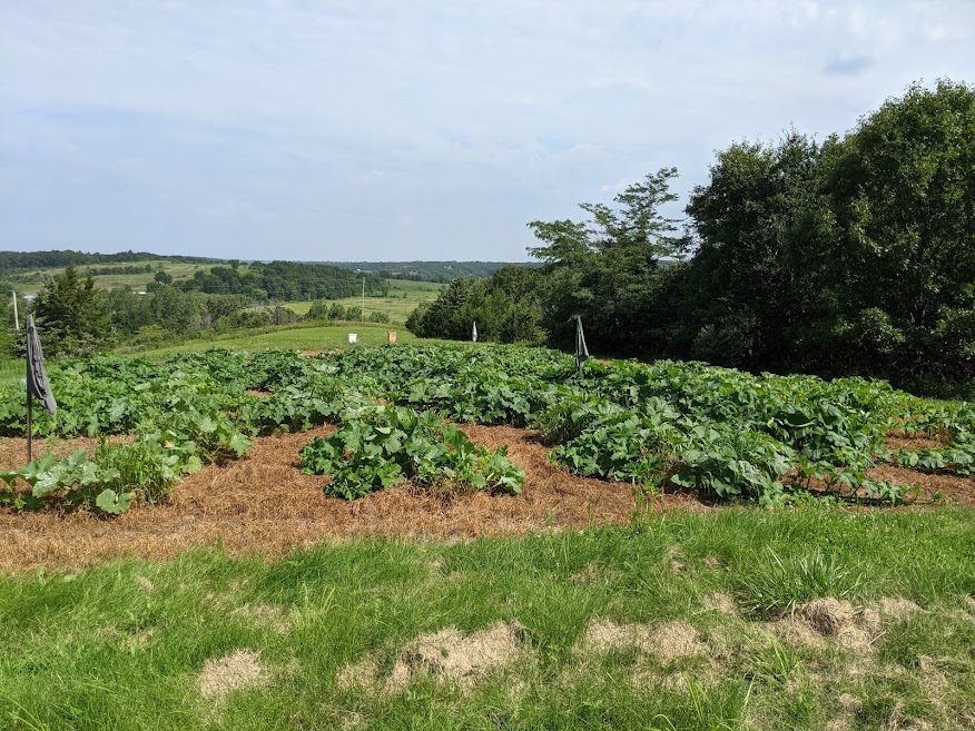 Field Pumpkins 7-24.jpg