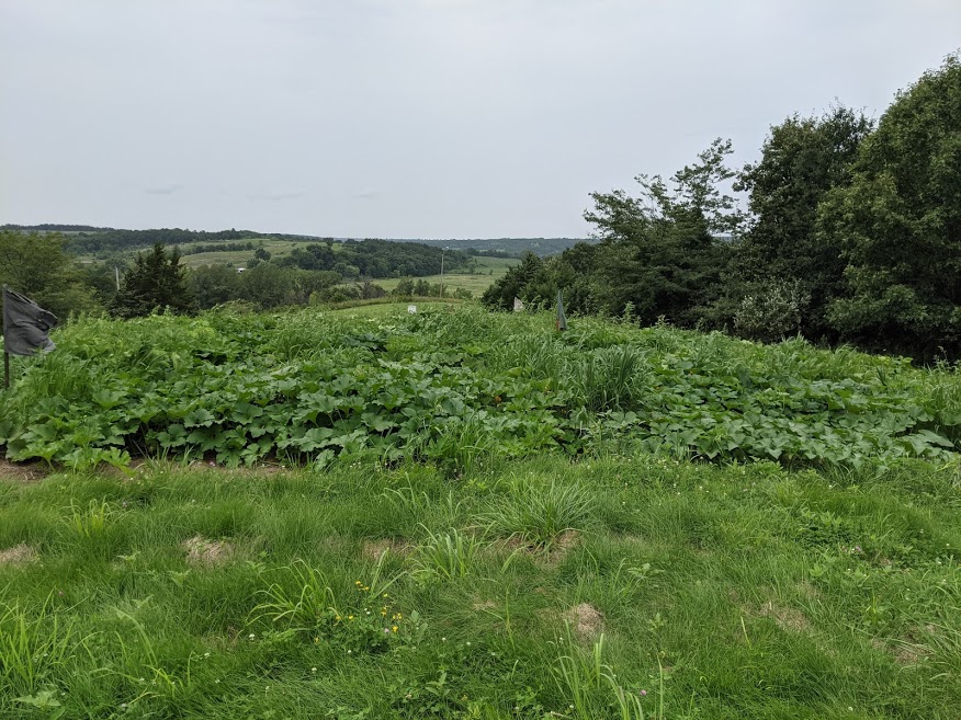Field Pumpkins 8-8.jpg
