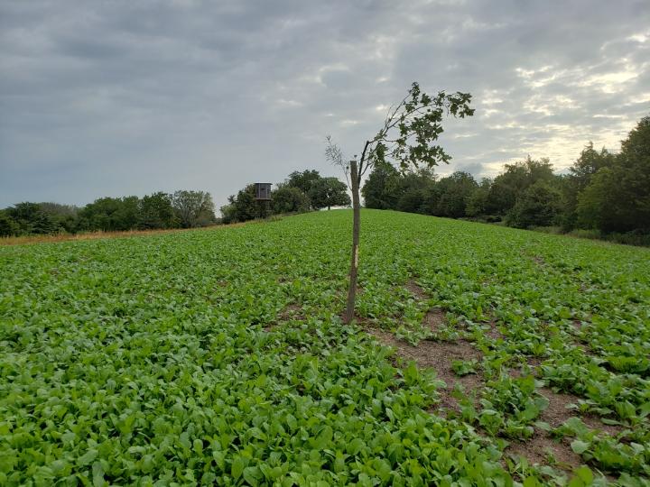 Food plot 1.jpg