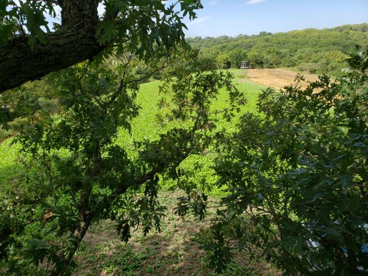 Food plot 2.jpg