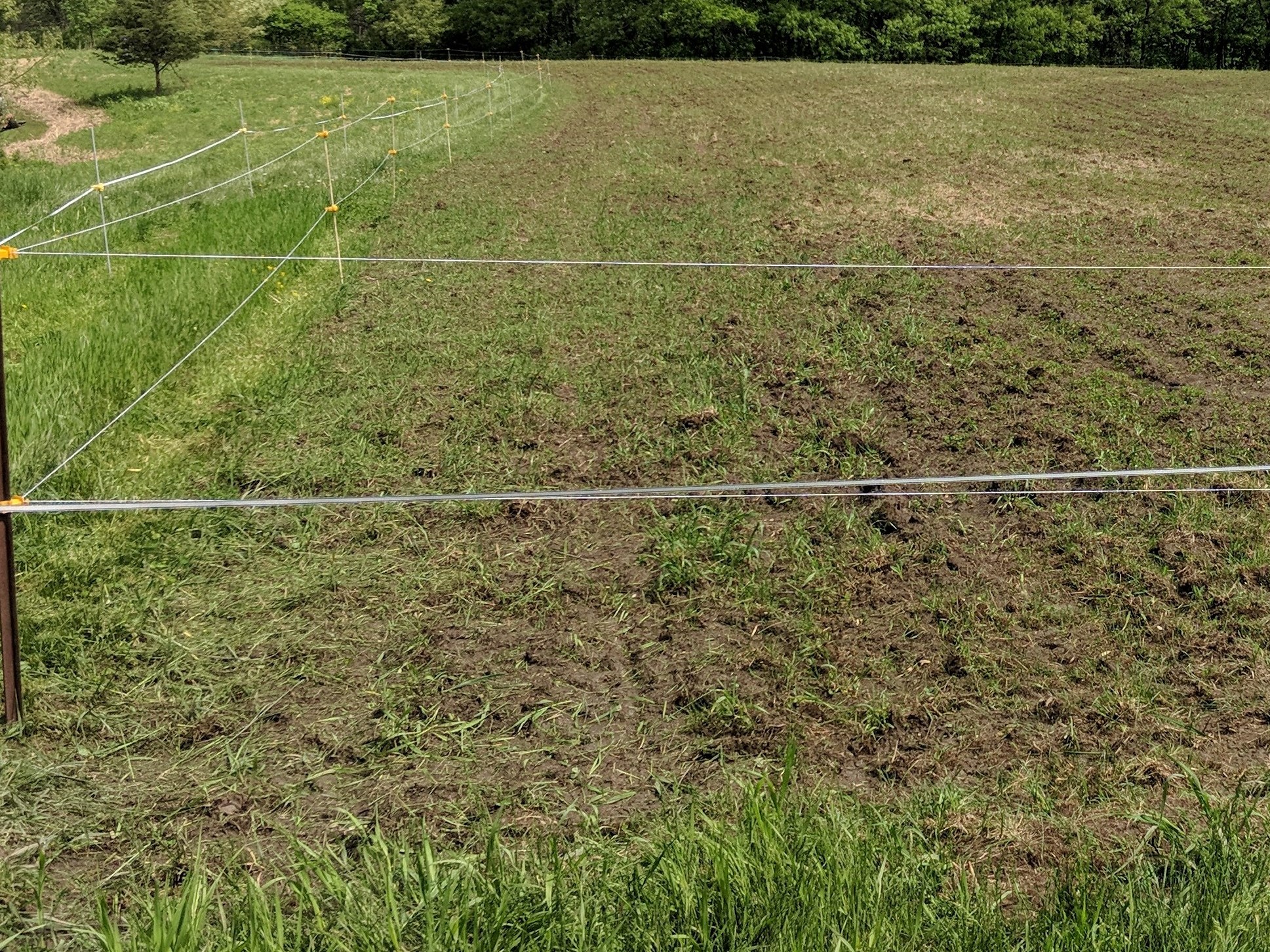 food plot 3.jpg