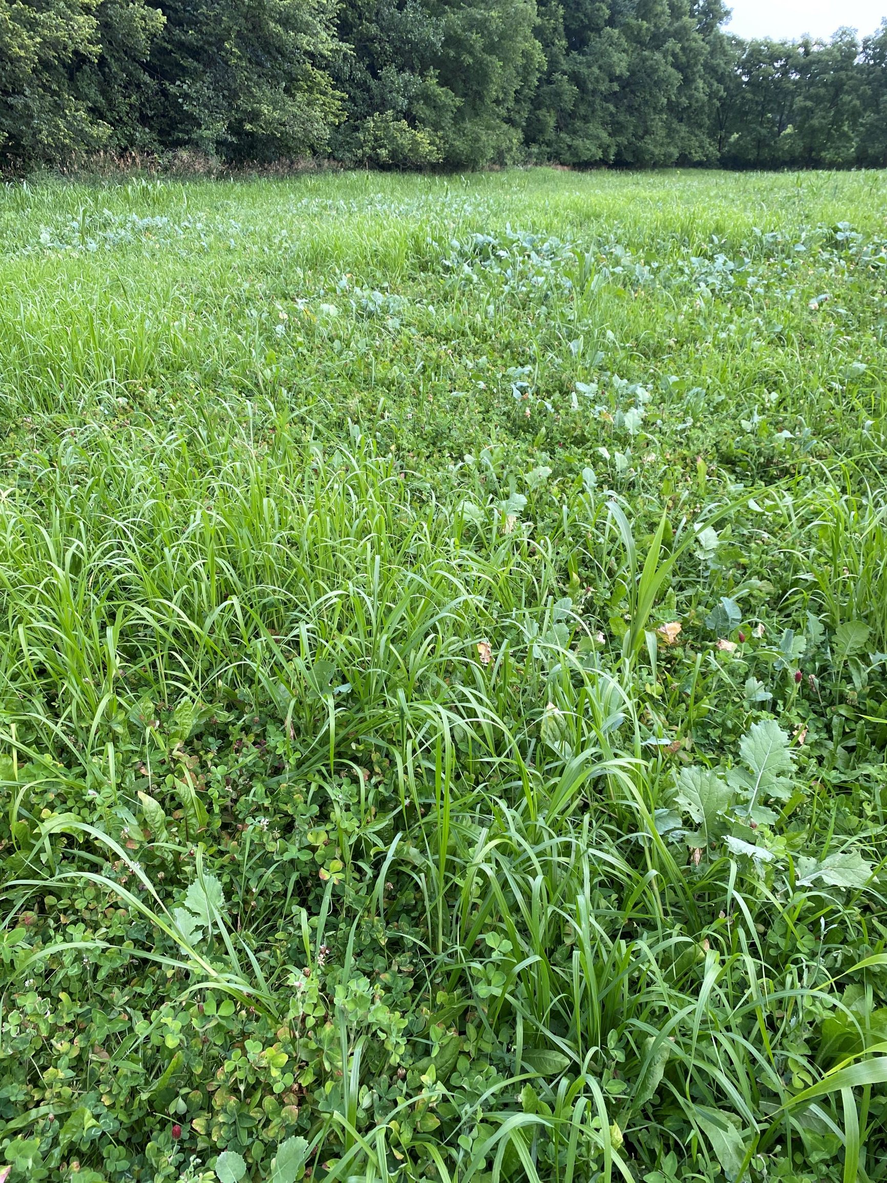 food plot.jpeg