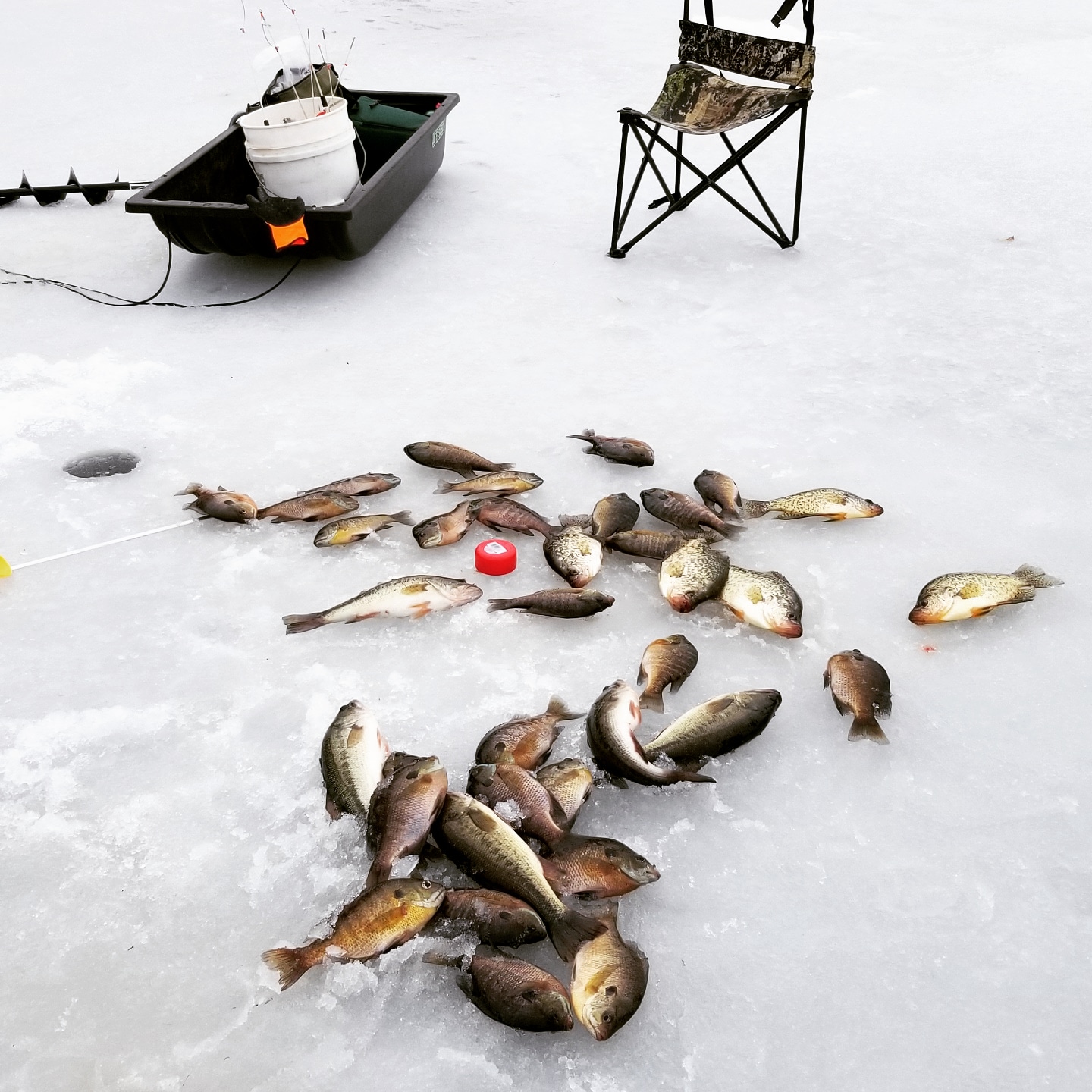 ice fish.jpg